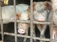 Doofaar dhaddig, Pigs — sawirka 1