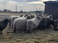 Cừu đực, Racka sheep — ảnh 2