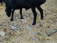 مینڈھا, Hissar sheep — تصویر 3