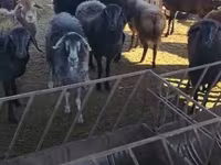 Vædder, Får — foto 6