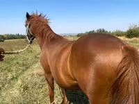 ፈረስ, Horses — ፎቶ 1