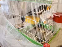 Nimfa (cockatiel) cütlüyü və qəfəs dəsti - Növ: Nimfa tutuquşusu — عکس 2
