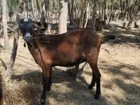 Mbuzi jike, Nubian Goat — picha 2