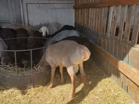 भेड़, Romanov sheep — फ़ोटो 2
