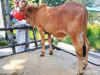 Banteng, Cattle — foto 5