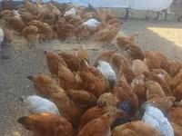 Chickens — عکس 1