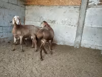 Montone, Rhon sheep — foto 5