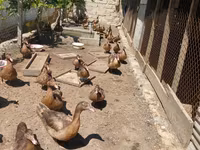 Ducks — foto 3