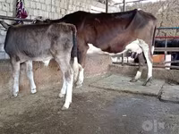 Ko, Simmental cattle — foto 1