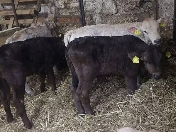 Toro, Hereford