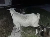 بز نر, بز — عکس 5