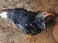 Chickens — รูปภาพ 8