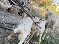แพะตัวเมีย, Saanen goat — รูปภาพ 6