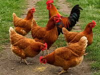 Chickens — foto 3