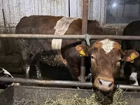 Bull, Simmental cattle — photo 3