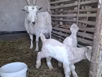 Koza, Alpine goat — fotografija 5