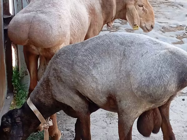 Bagge, Ordabasy sheep