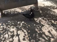 Ducks — عکس 1