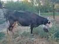 Krava, Russian Black pied cattle — fotografija 5