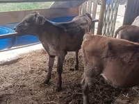 Ko, Simmental cattle — foto 5