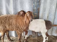 Baran, Edilbay sheep — zdjęcie 4