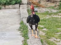 Bantam japonez — foto 7