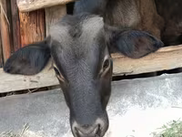Dibi, Swiss cattle — sawirka 1