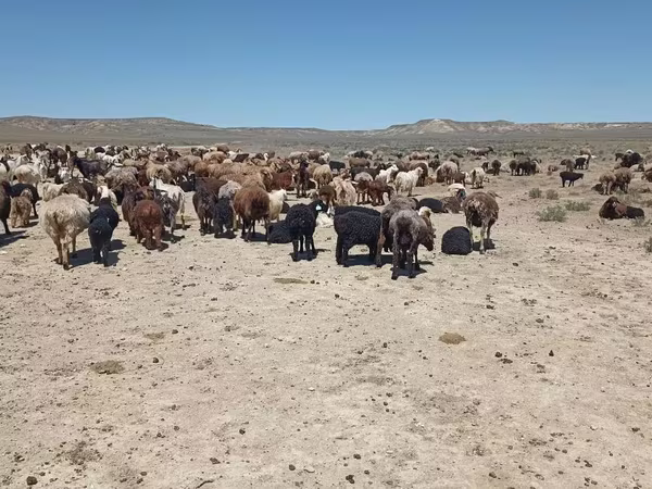 میش, گوسفند