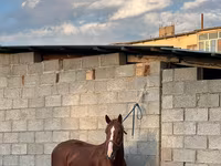 گھوڑا, Friesian sport horse — تصویر 3