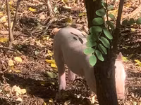 Scrofa, Maiali — foto 4