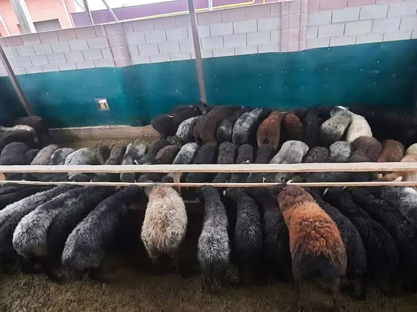 قوچ, گوسفند