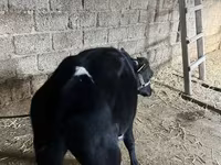 Bydło (partia, płeć nieokreślona), Russian Black pied cattle — zdjęcie 8
