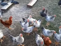 Chickens — foto 2