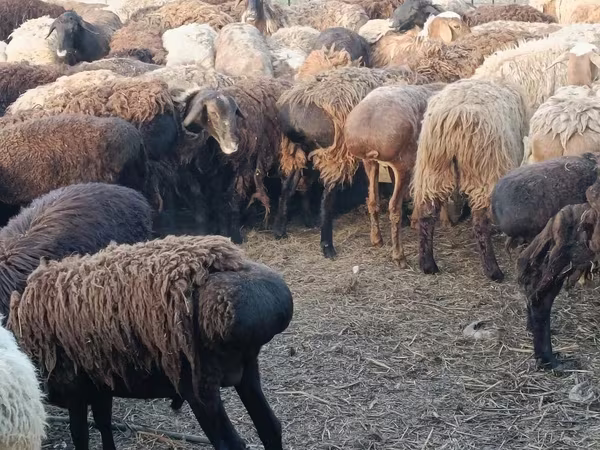 قوچ, گوسفند