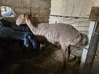 بھیڑ, بھیڑیں — تصویر 1