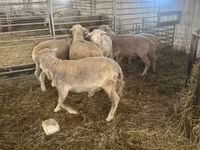 Beran, Merino sheep — foto 5