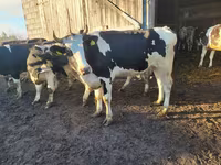 Krava, Russian Black pied cattle — foto 5