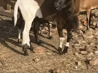 Kambing jantan, Cameroon sheep — foto 1