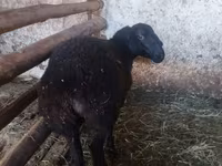 Sheep, Sheep — photo 3