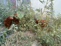 Chickens — รูปภาพ 2