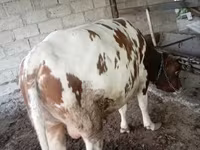 황소, Simmental cattle — 사진 4