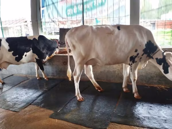 Lembu betina, Holstein breed — Bangladesh