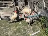 Chickens — снимка 4