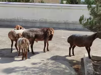 قوچ, گوسفند — عکس 1