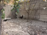 Chickens — foto 1