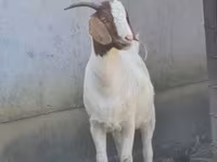ماعز (دفعة، الجنس غير محدد), Boer goat — الصورة 1