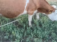 گاو ماده, گاو کستای — عکس 3
