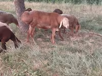 Montone, Arashan sheep — foto 1