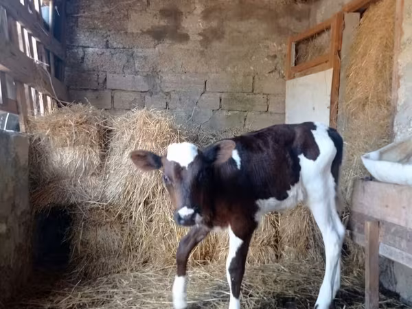 Býk, Simmental cattle