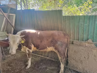 雄牛, Simmental cattle — 写真 2